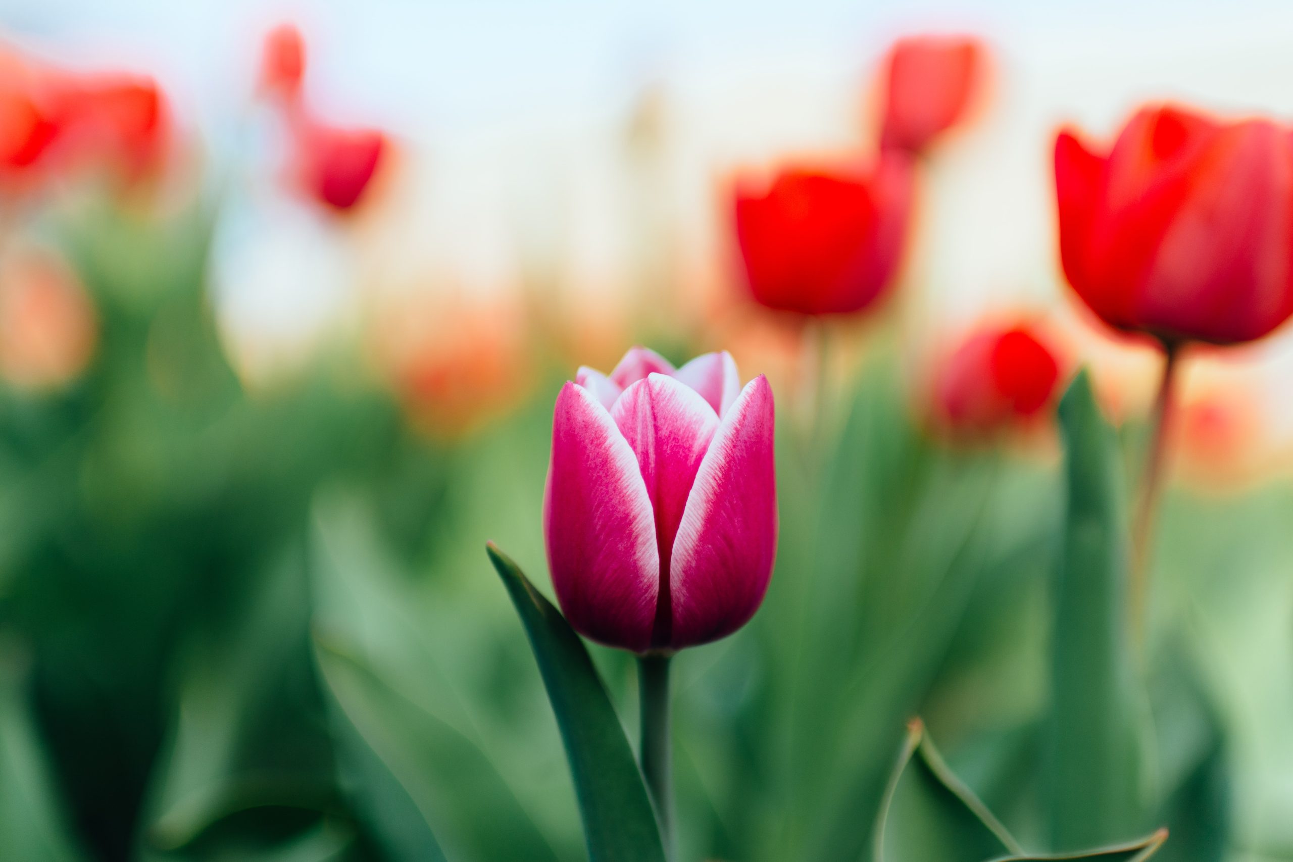 Image of tulips flowers representing spring
